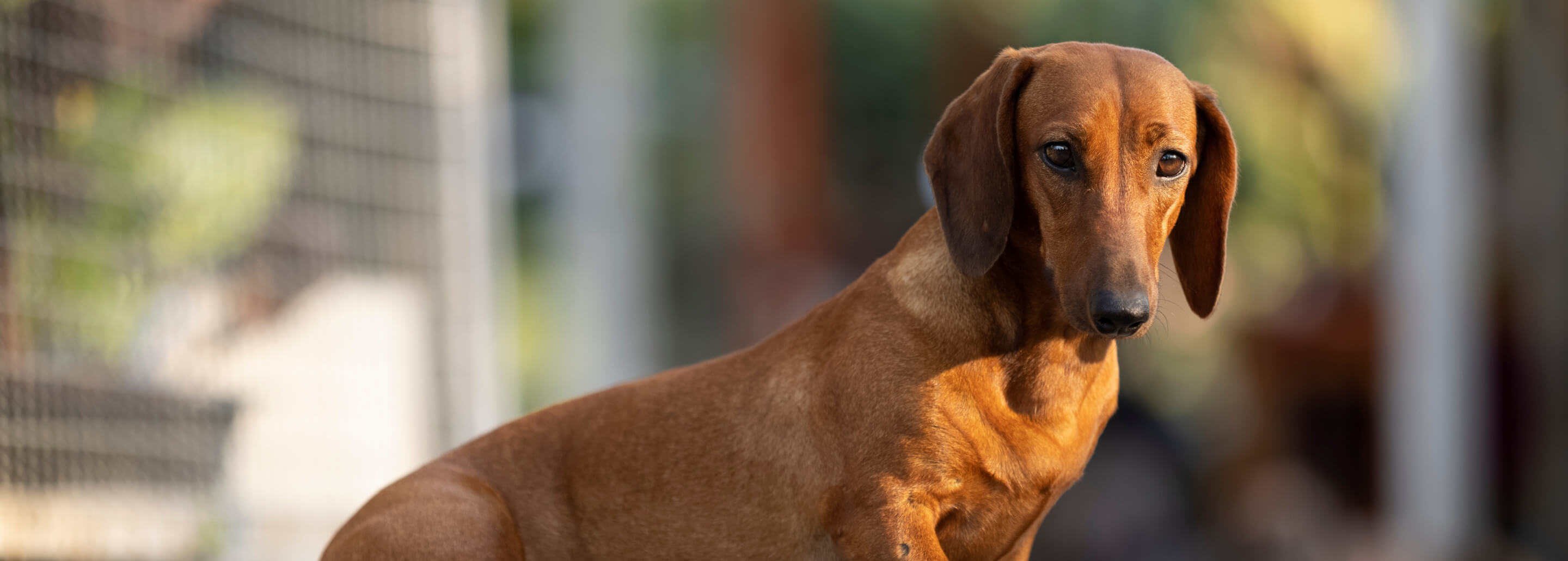Perros salchicha: todo lo que debe saber sobre alimentación y cuidados -  Mascotas - Vida 