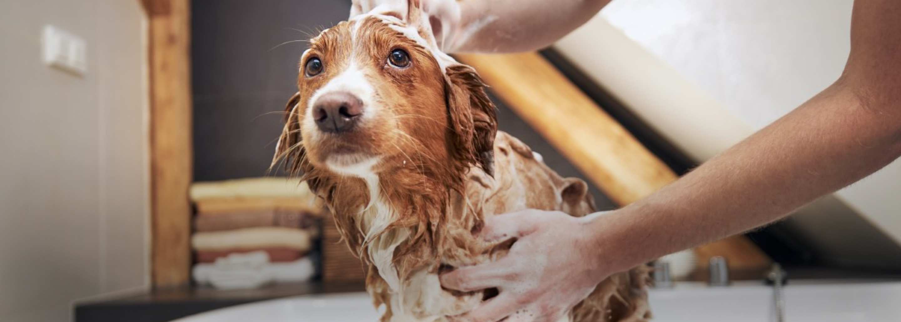 Protege a tu aristopet: La importancia del Seguro de Mascotas, ARISTOPET